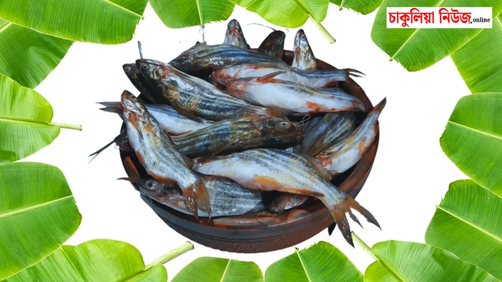 ট্যাংরা মাছ চাষের কোন পদ্ধতি মেনে চললে লাভজনক উপায়ে ব্যবসা করতে পারবেন?