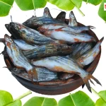 ট্যাংরা মাছ চাষের কোন পদ্ধতি মেনে চললে লাভজনক উপায়ে ব্যবসা করতে পারবেন?