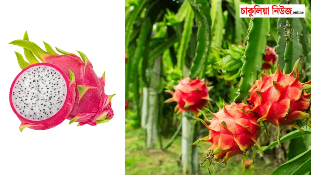 পশ্চিমবঙ্গ এবং ভারতে ড্রাগন ফলের জমি অথবা ছাদে অর্থাৎ টবে চাষ পদ্ধতি ২০২৬