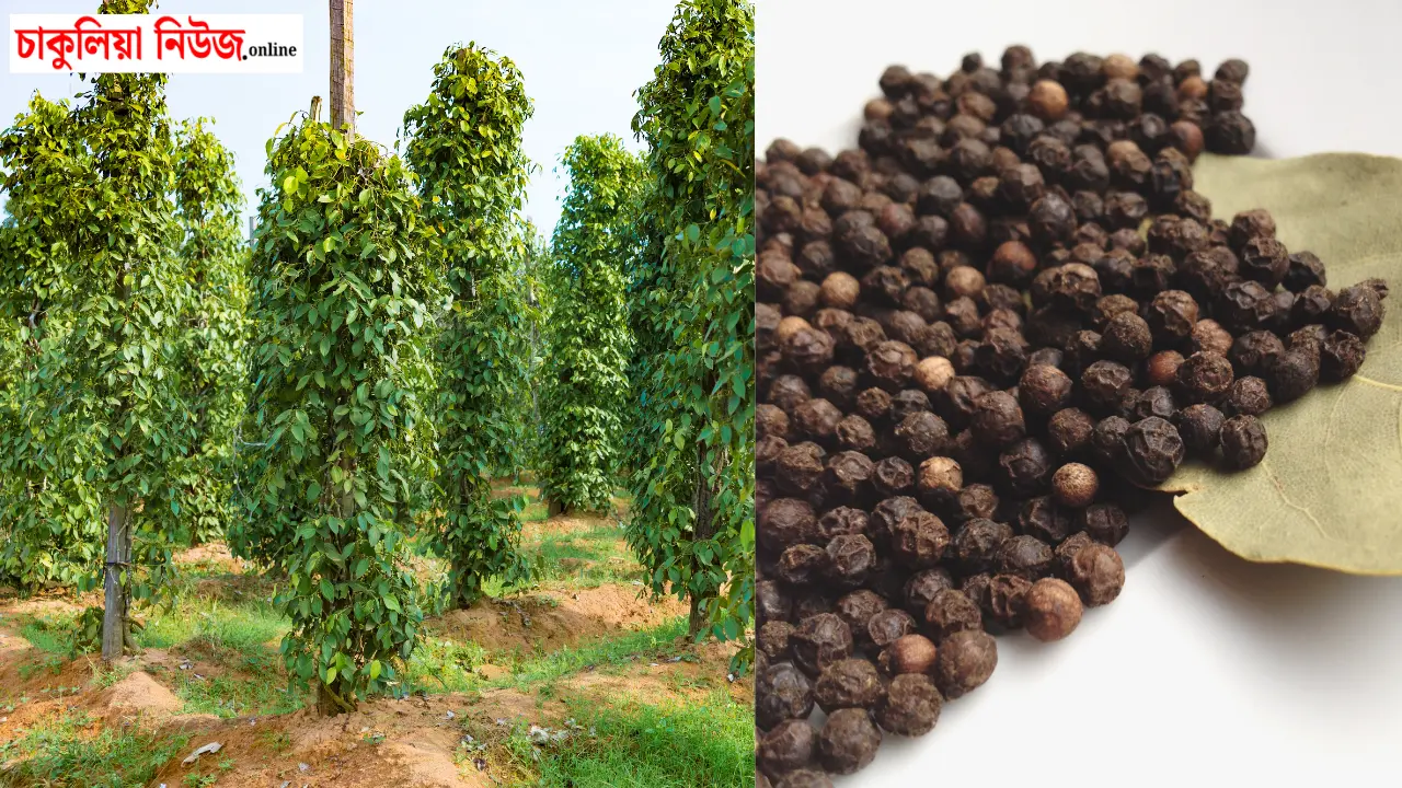 Black Pepper Farming: ১ বিঘায় ৯ লাখ টাকা আয়! গোলমরিচ চাষে বদলে যেতে পারে কৃষকের ভাগ্য, জেনে নিন এর সম্পূর্ণ পদ্ধতি, খরচ, ফলন ও লাভ সম্পর্কে!