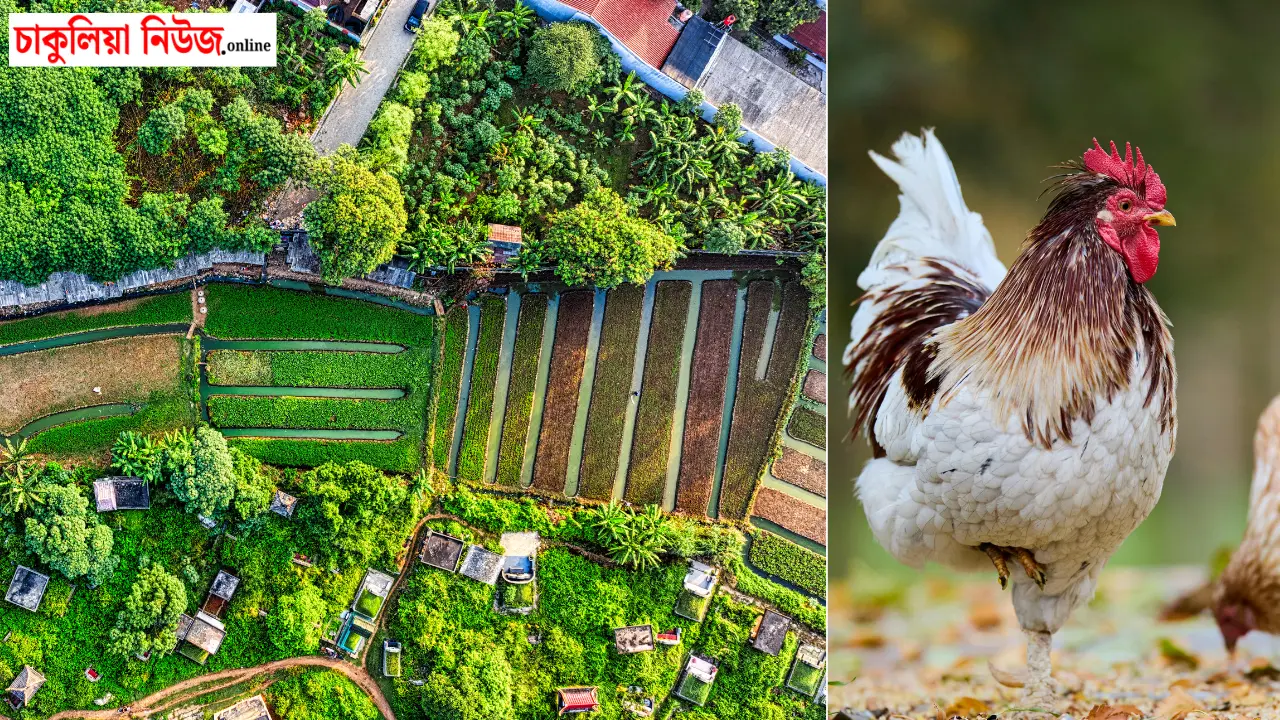 Integrated Farming West Bengal: ১ বিঘায় ১৫ লাখ টাকা আয়ের সম্ভাবনা! জানুন পশ্চিমবঙ্গে ইন্টিগ্রেটেড ফার্মিংয়ের সম্পূর্ণ পরিকল্পনা